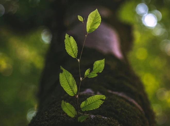 Bright green new branch grows out of an old tree trunk